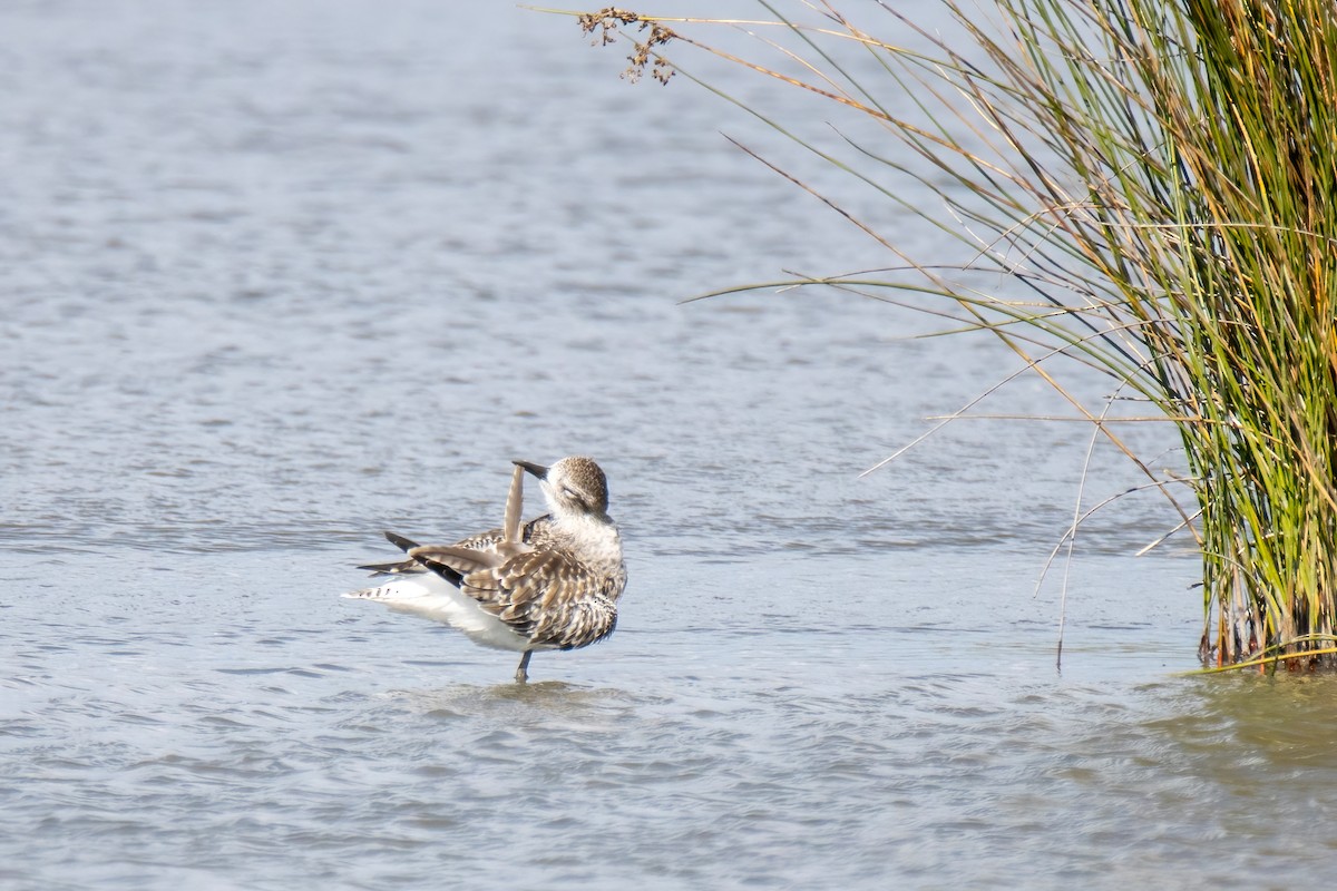 Ruddy Turnstone - ML624529541