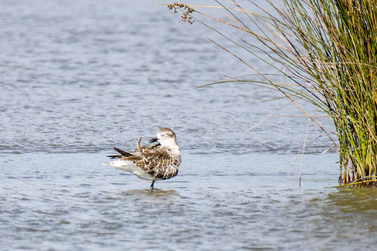 Ruddy Turnstone - ML624529542