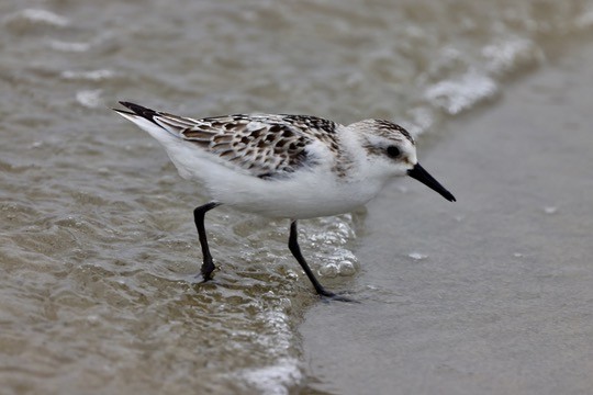 Sanderling - ML624529587