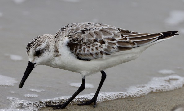 Sanderling - ML624529588