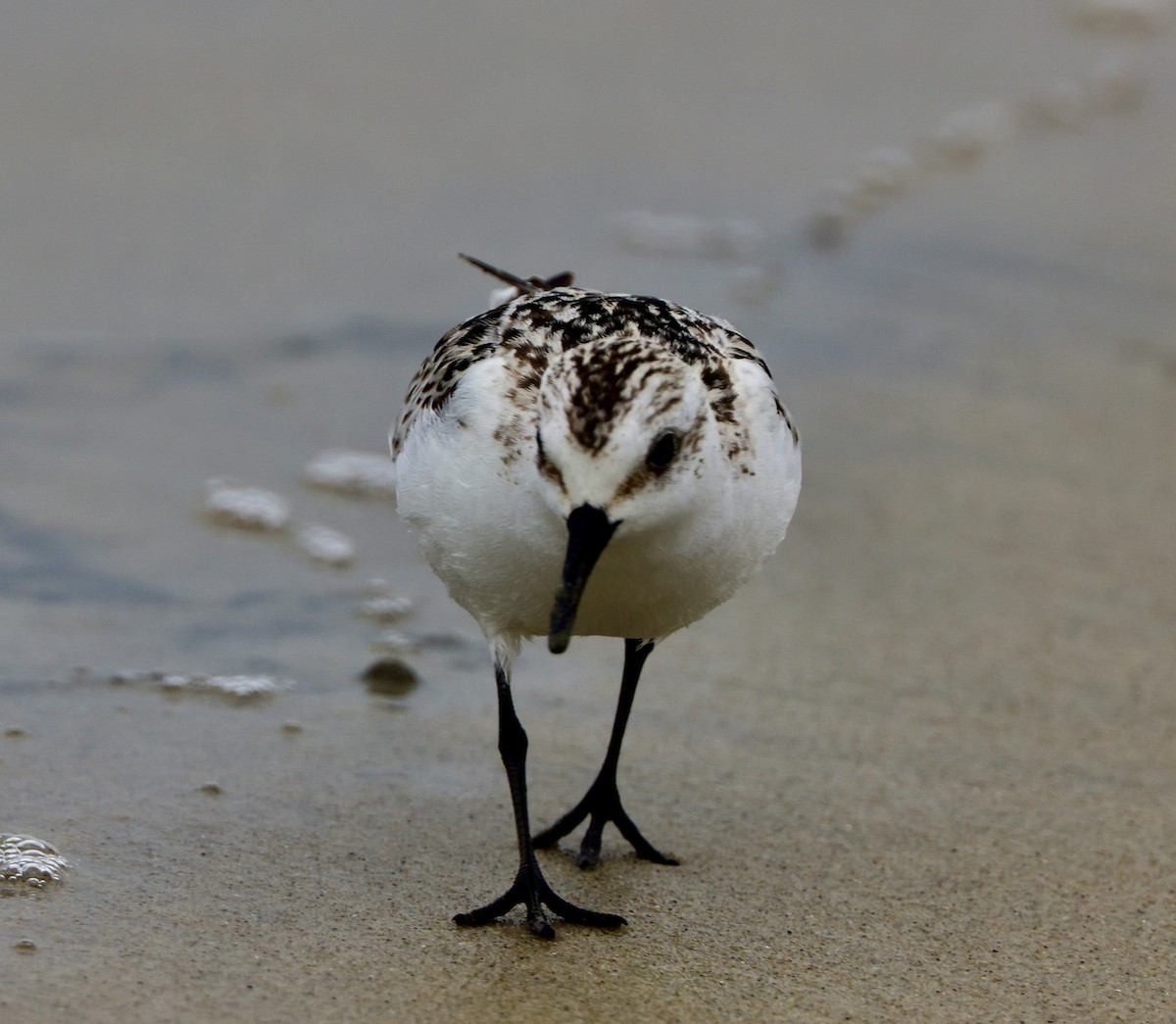 Sanderling - ML624529589