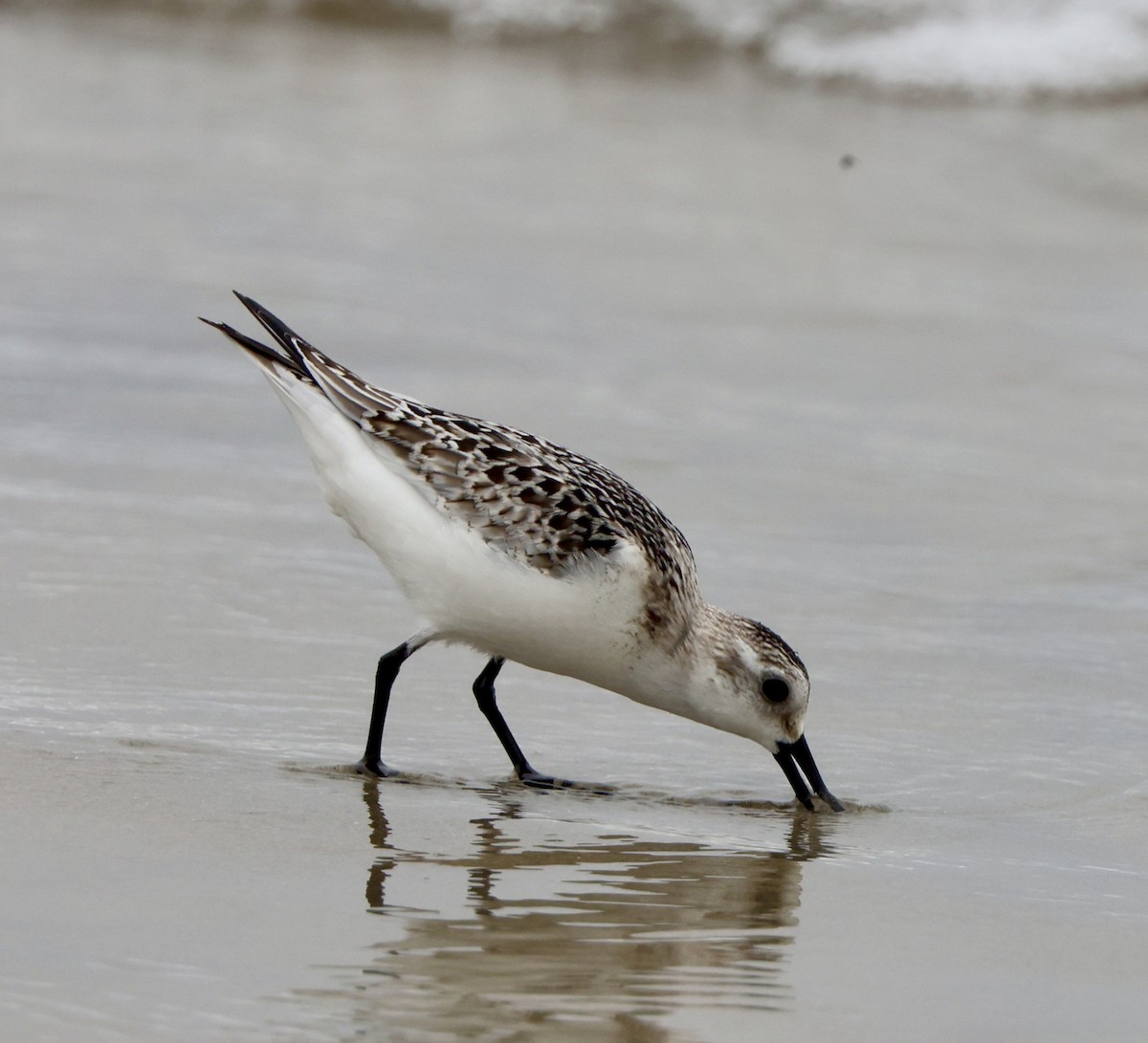 Sanderling - ML624529590