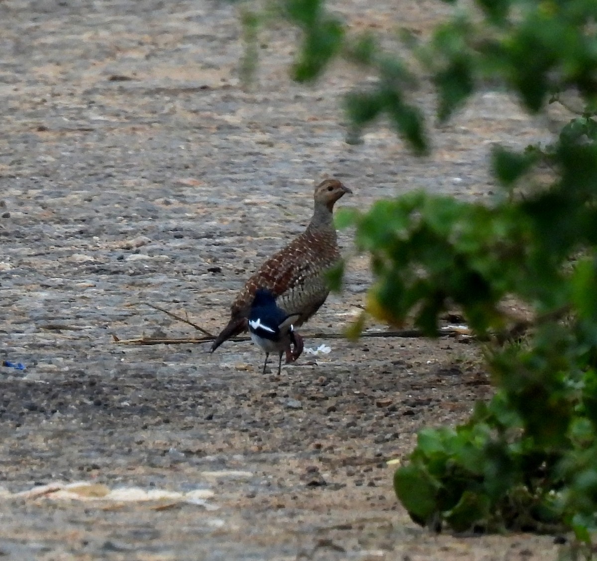 Gray Francolin - ML624529601