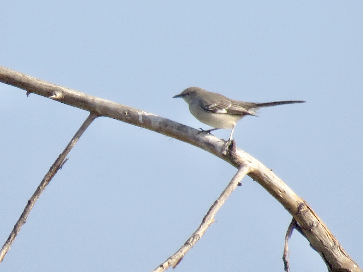 Northern Mockingbird - ML624529603