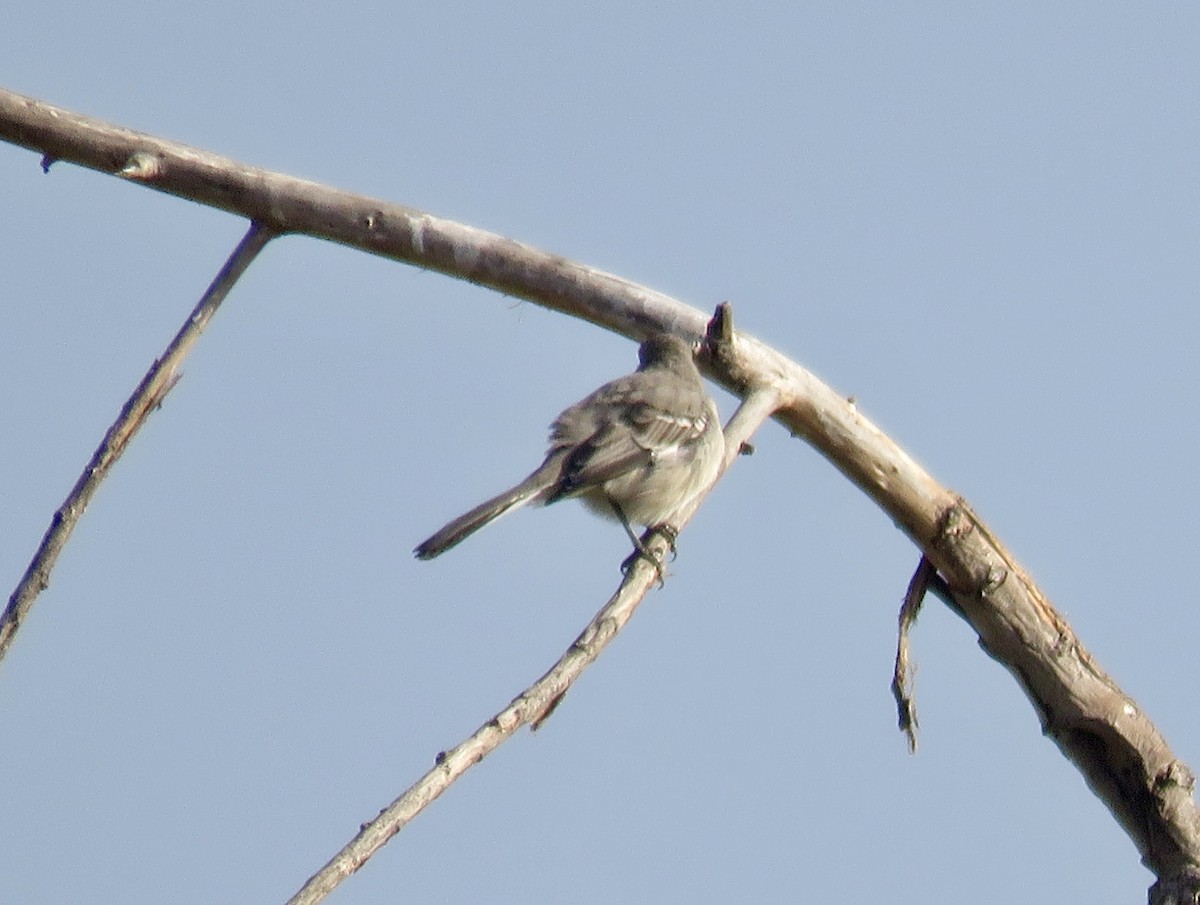 Northern Mockingbird - ML624529604