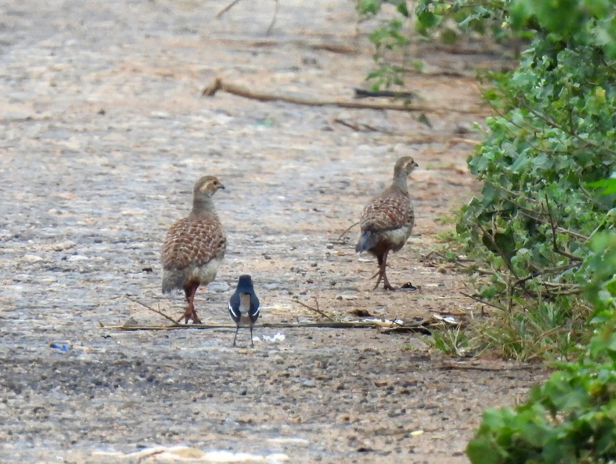 Gray Francolin - ML624529607