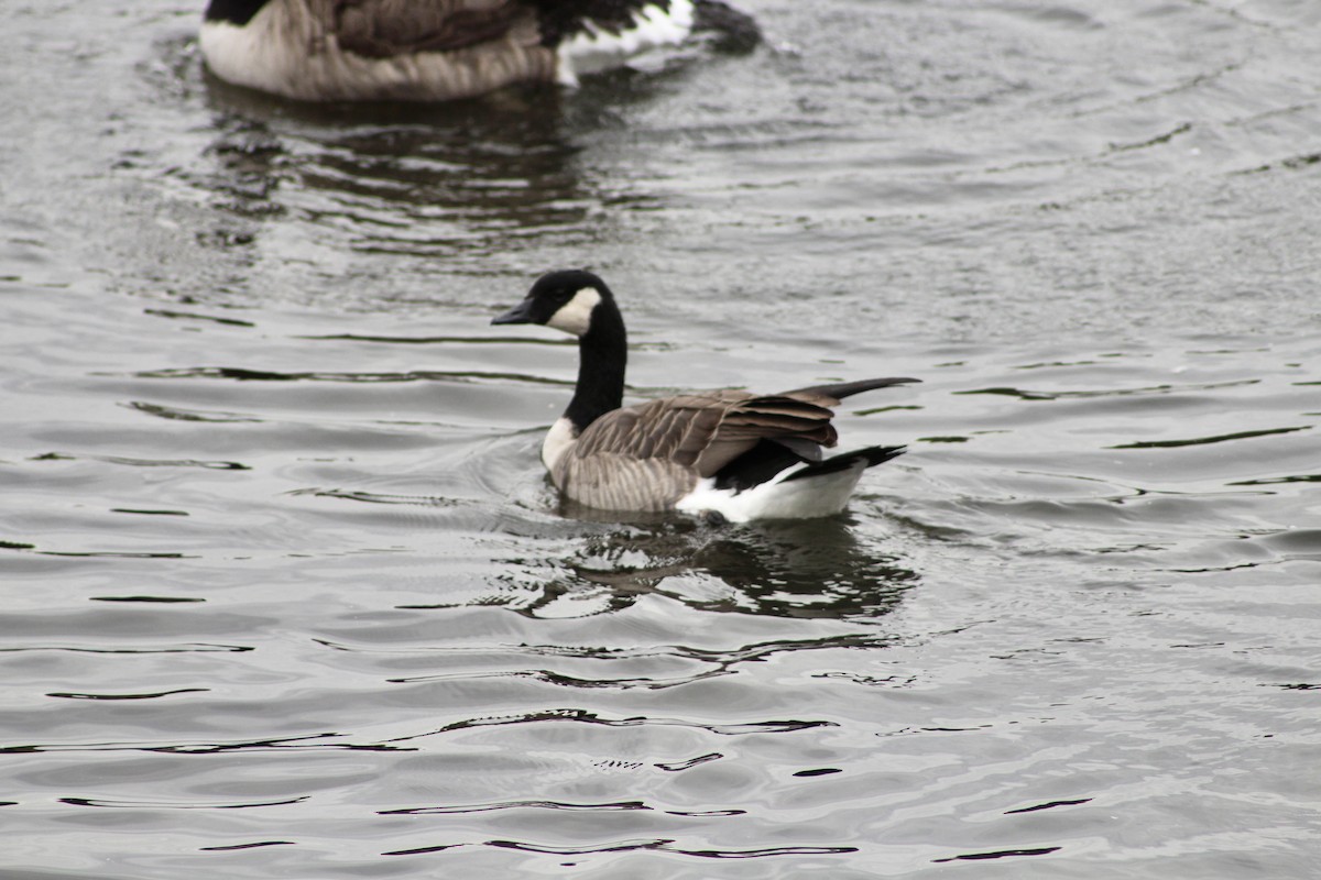 Cackling Goose (Richardson's) - Anne R.