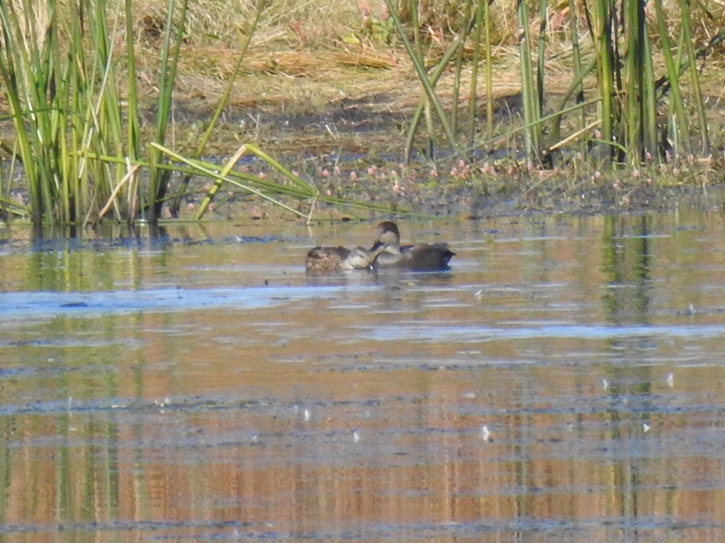Canard chipeau - ML624529726