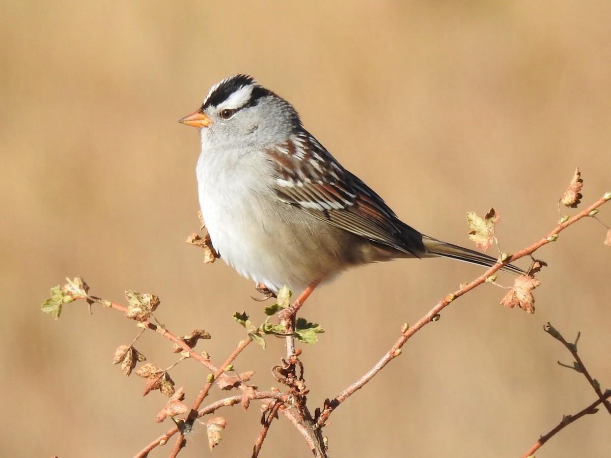 Bruant à couronne blanche - ML624529744