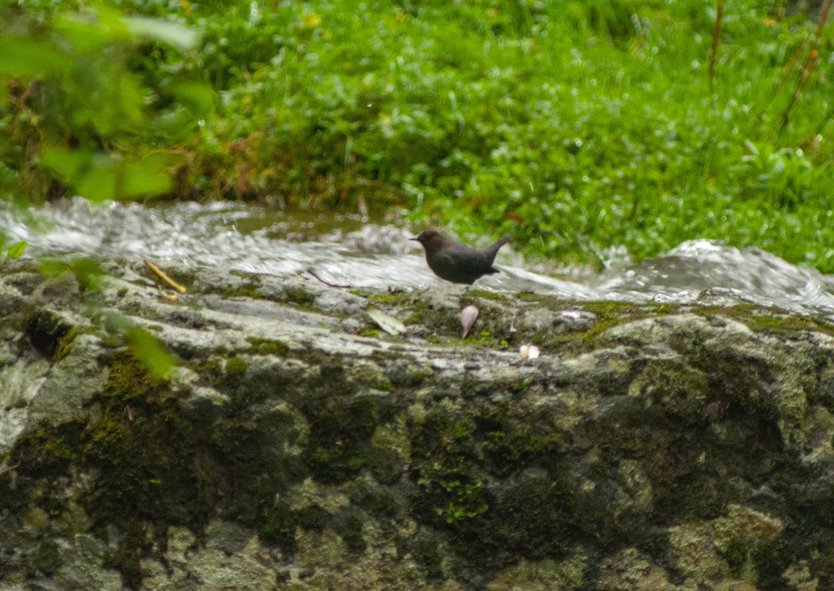 American Dipper - Hanji Eduardo Alegría Ovando