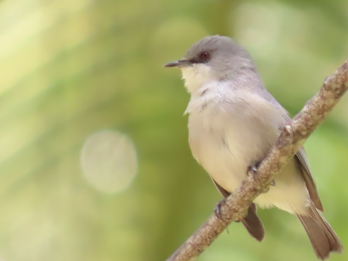 Mauritius-Graubrillenvogel - ML624529840