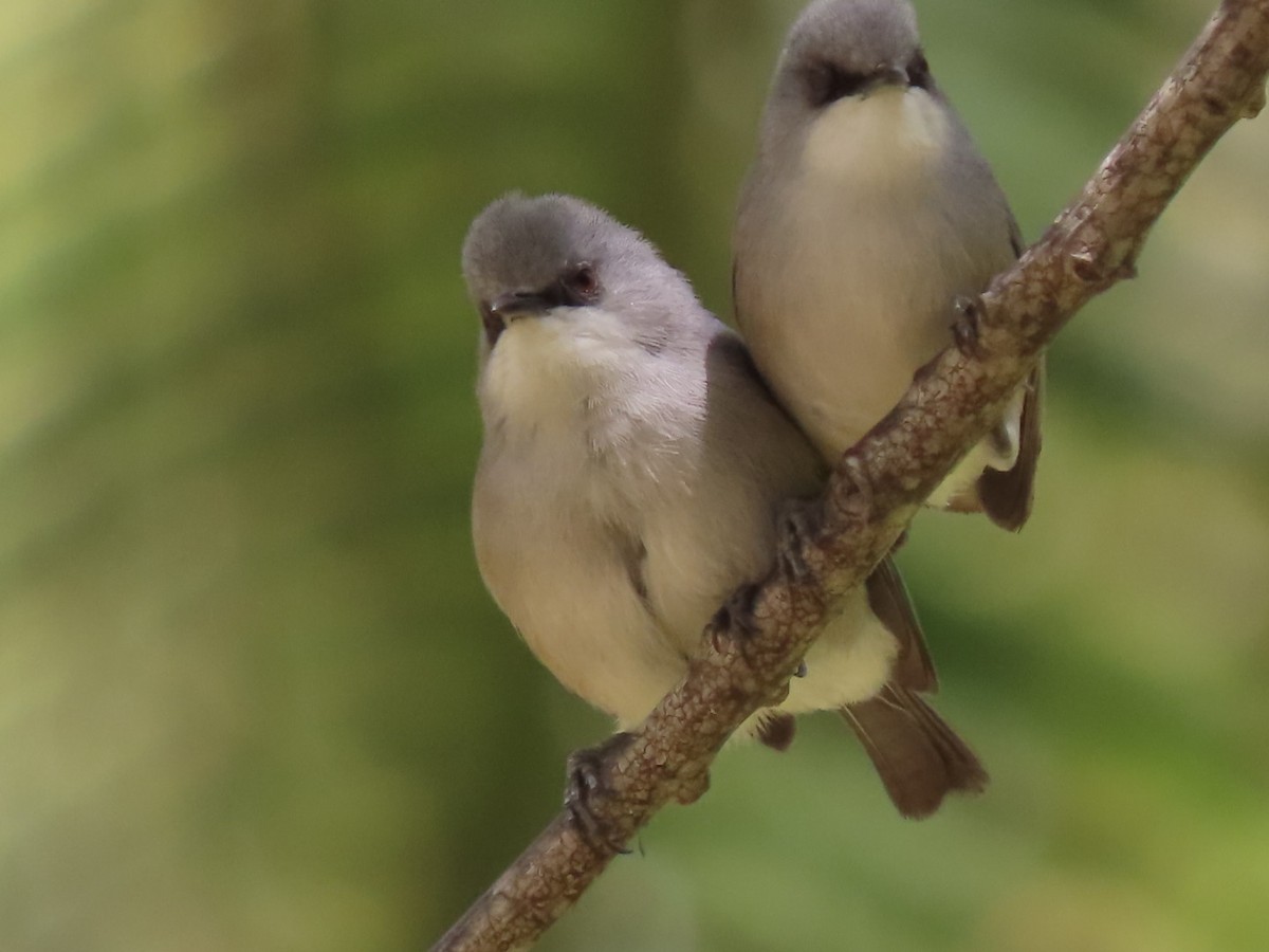 Mauritius-Graubrillenvogel - ML624529841