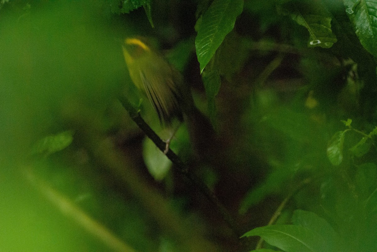 Golden-browed Warbler - ML624529843