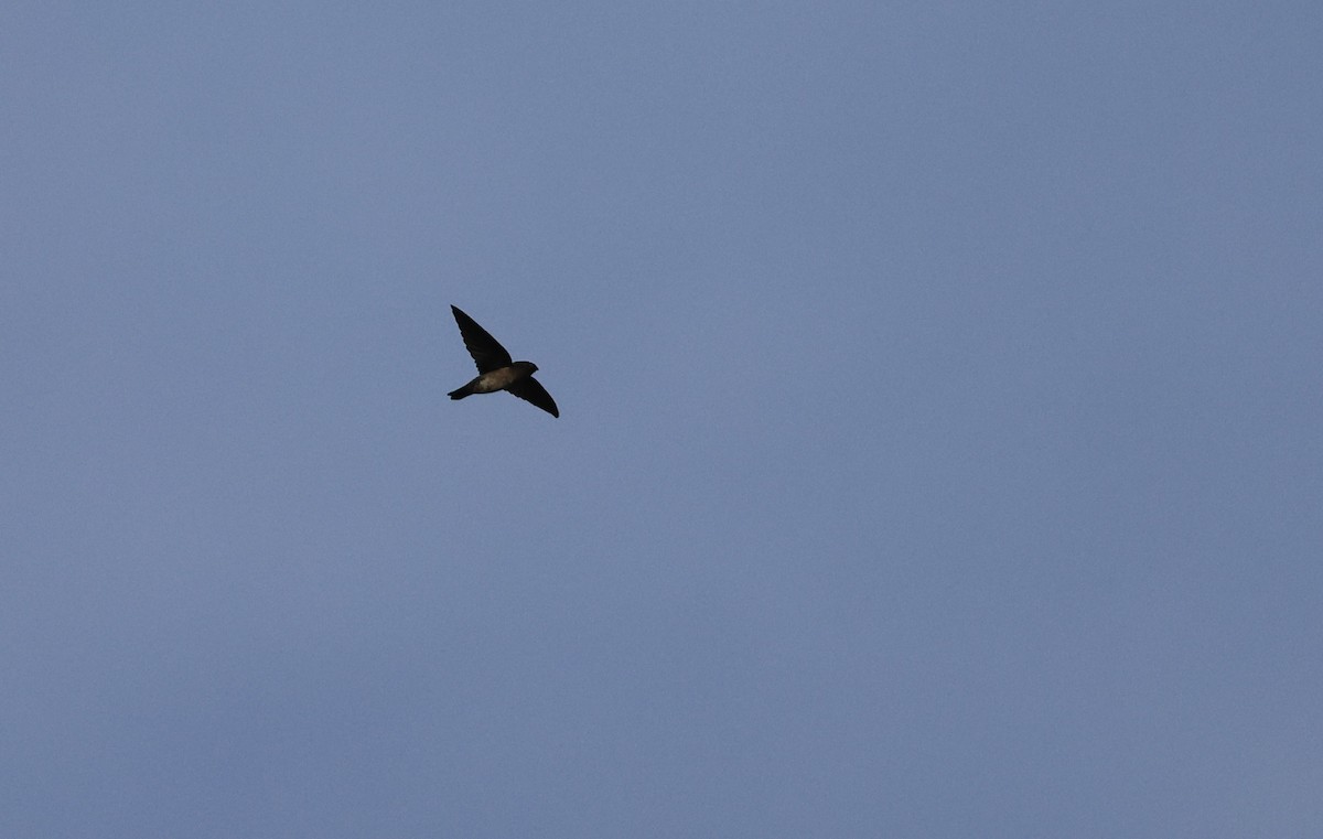 Plume-toed Swiftlet - Allen Lyu