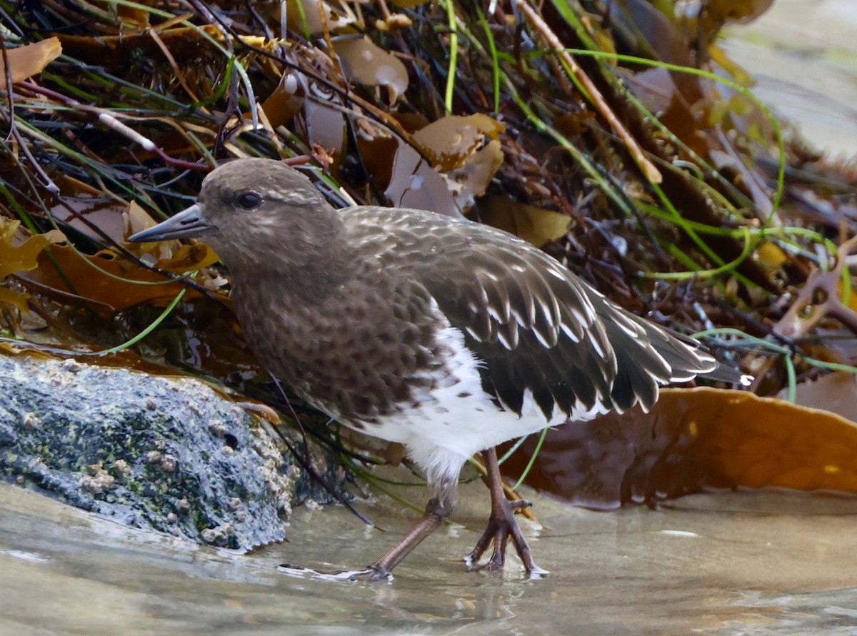 Ruddy Turnstone - Carolyn Thiele