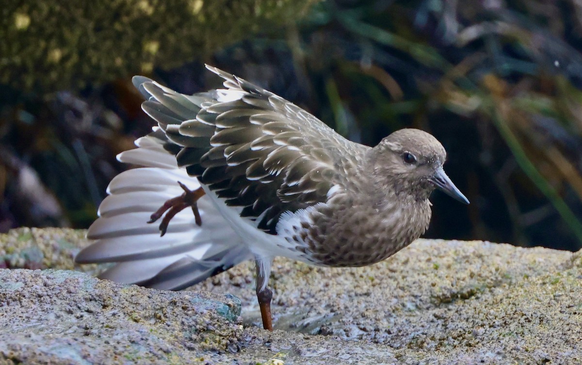 Ruddy Turnstone - Carolyn Thiele