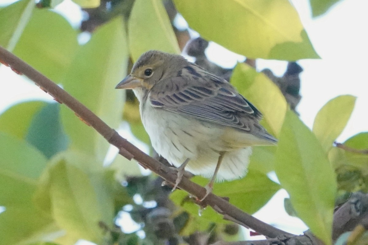 Dickcissel - ML624529931