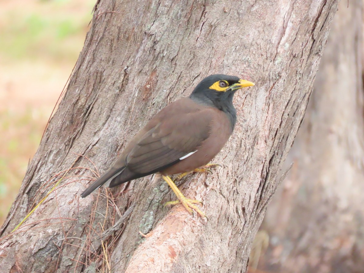 Common Myna - ML624529934