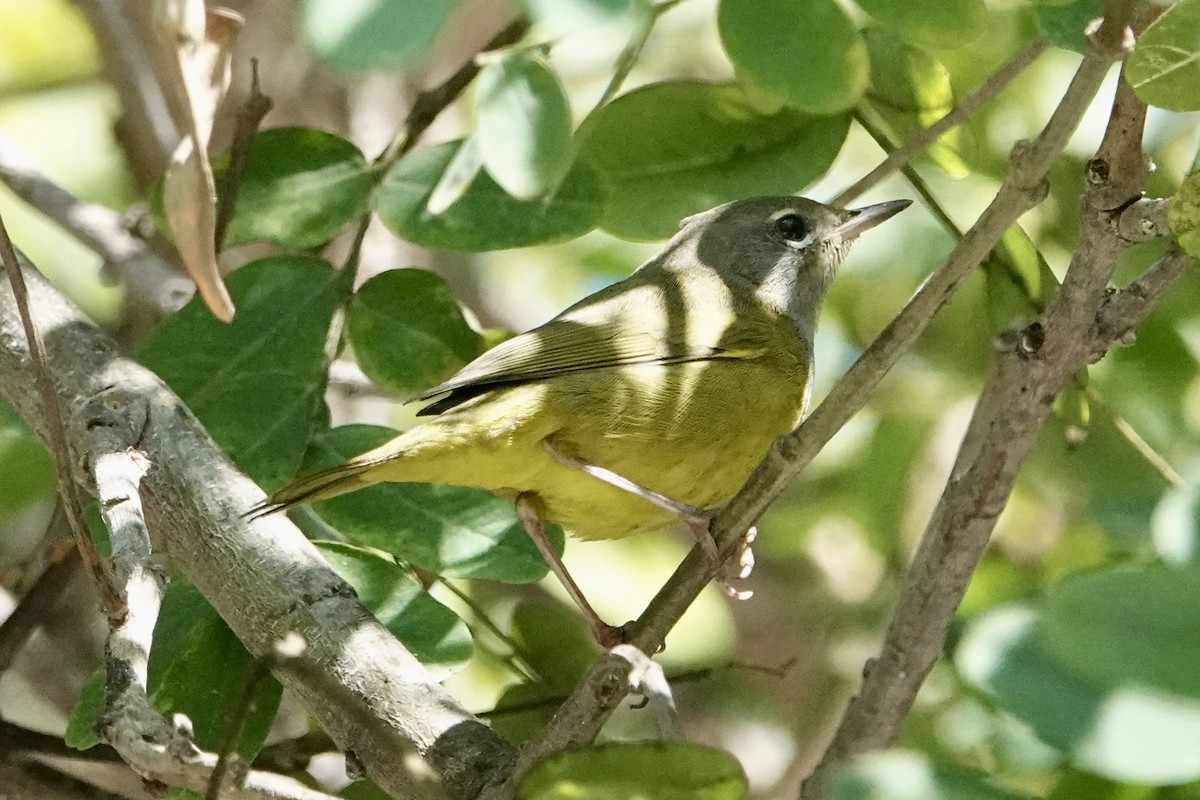 MacGillivray's Warbler - ML624529956