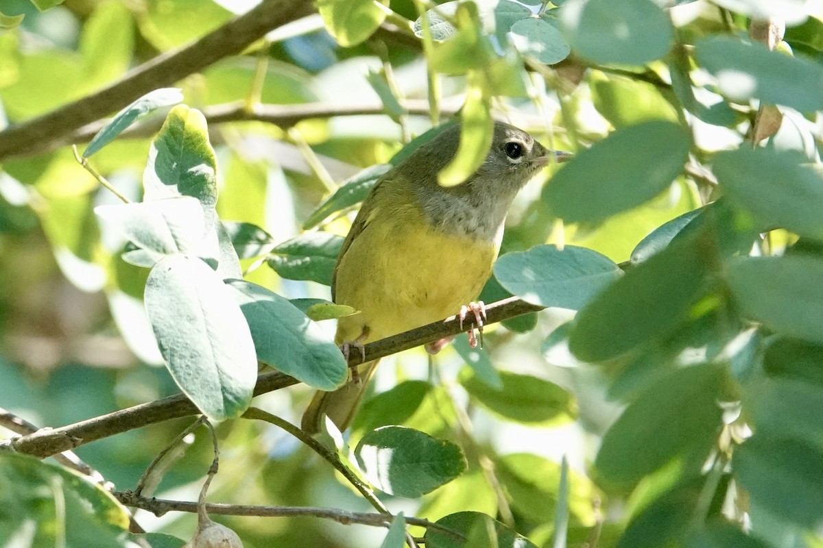 MacGillivray's Warbler - ML624529957