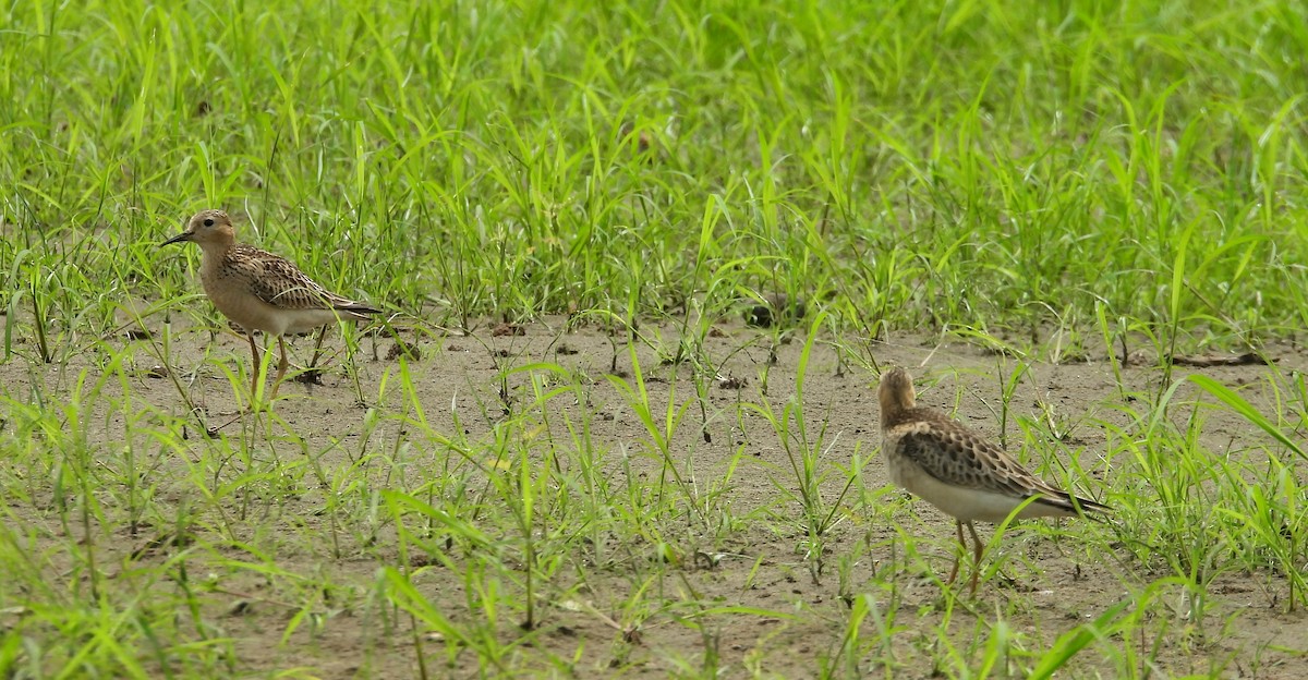 Buff-breasted Sandpiper - Fernando Angulo - CORBIDI