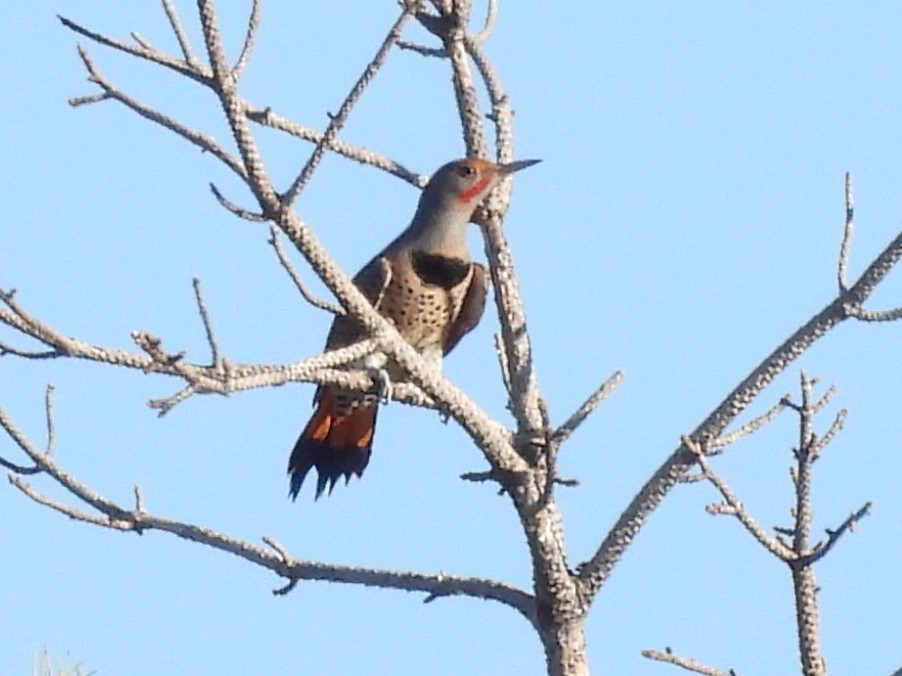 Northern Flicker - J Baker