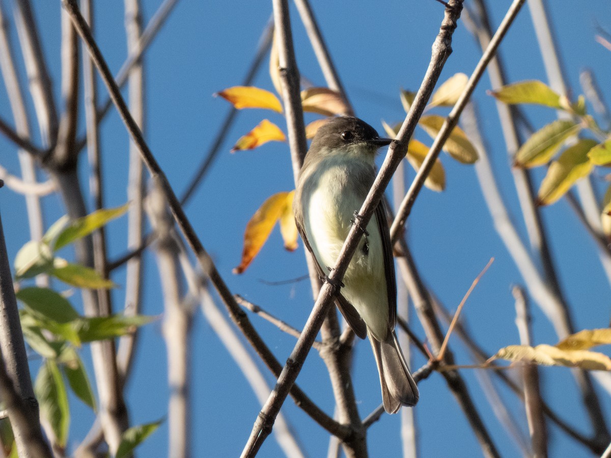 Eastern Phoebe - ML624529976