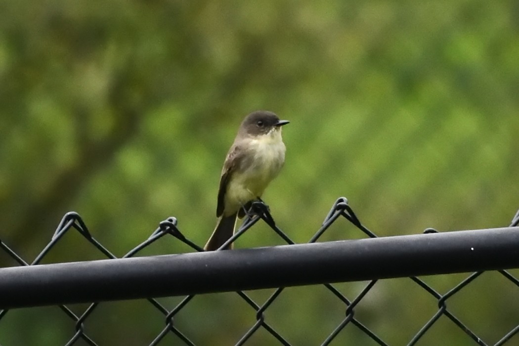 Eastern Phoebe - ML624530136