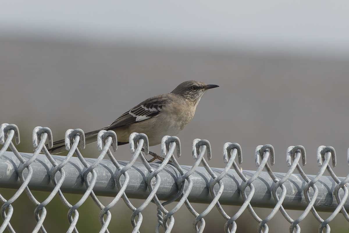 Northern Mockingbird - ML624530187