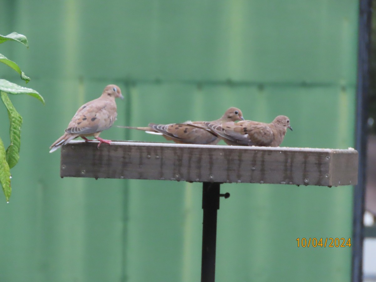 Mourning Dove - ML624530201