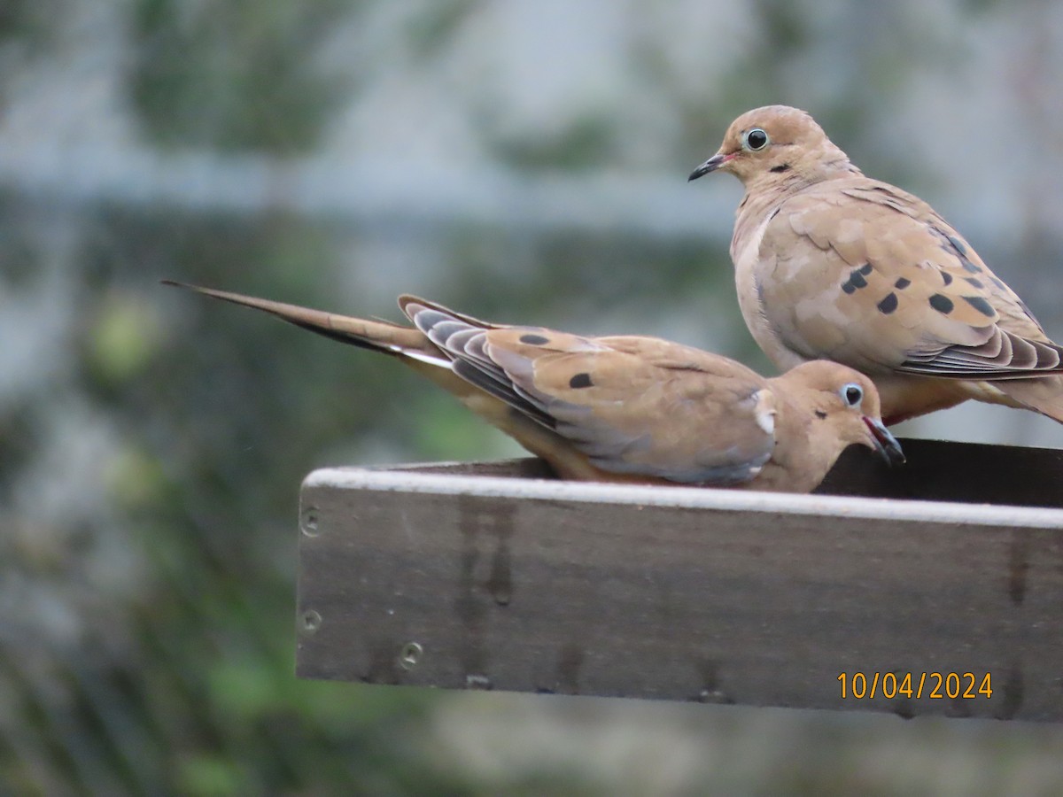 Mourning Dove - ML624530203