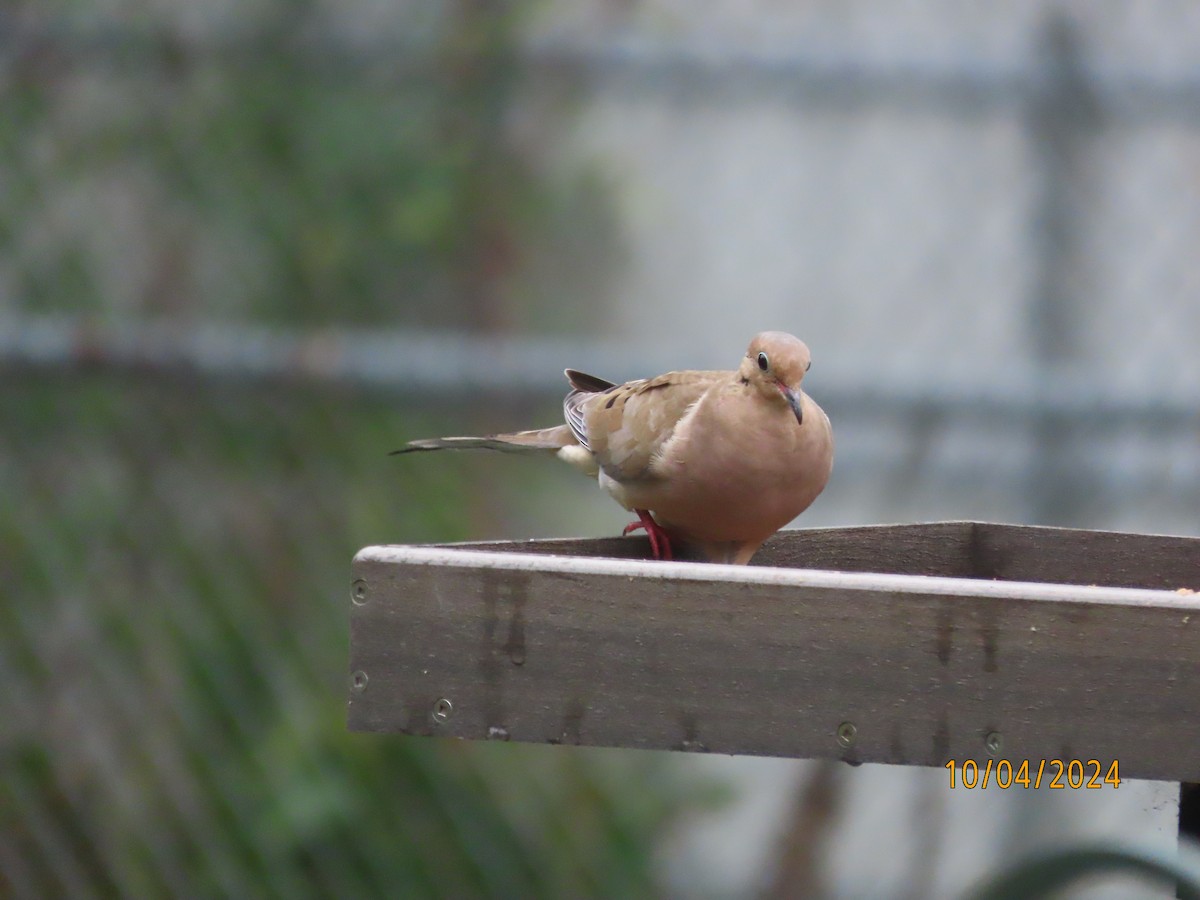 Mourning Dove - ML624530204