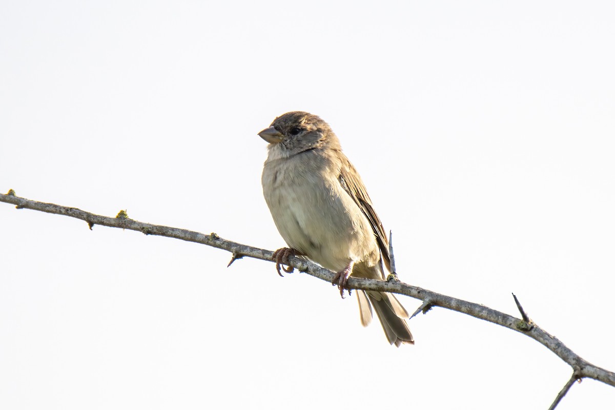 House Sparrow - ML624530260