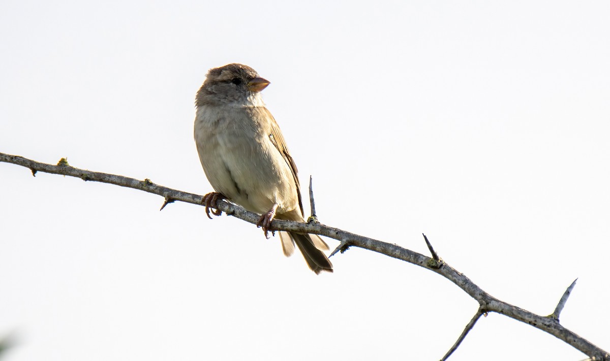 House Sparrow - ML624530261