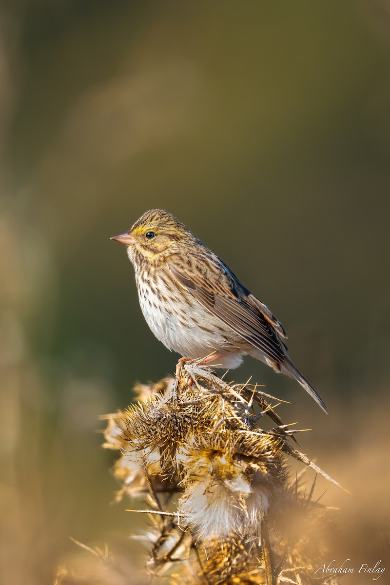 Savannah Sparrow - Abraham Finlay