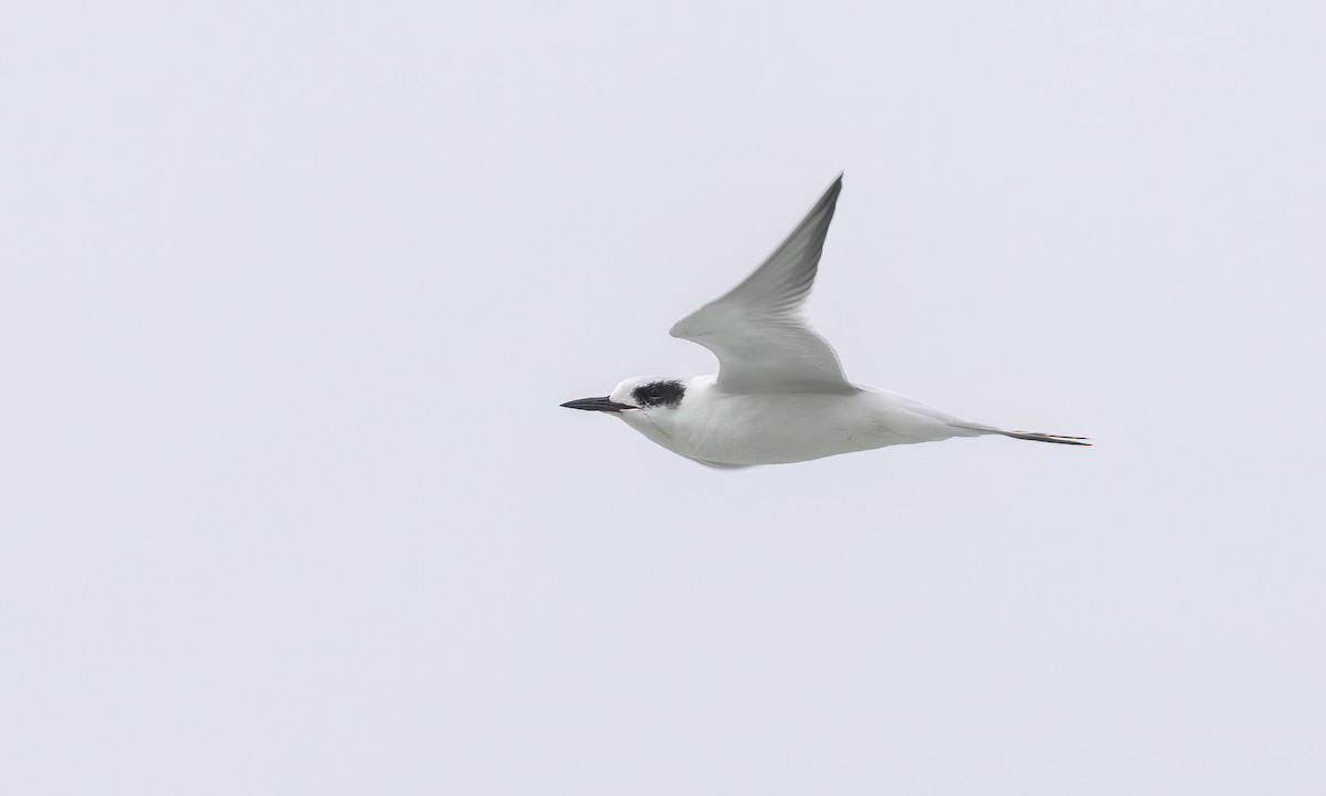 Forster's Tern - ML624530350