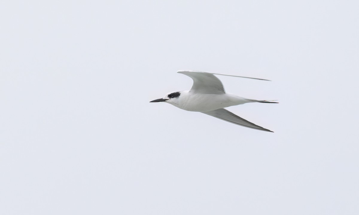 Forster's Tern - ML624530351