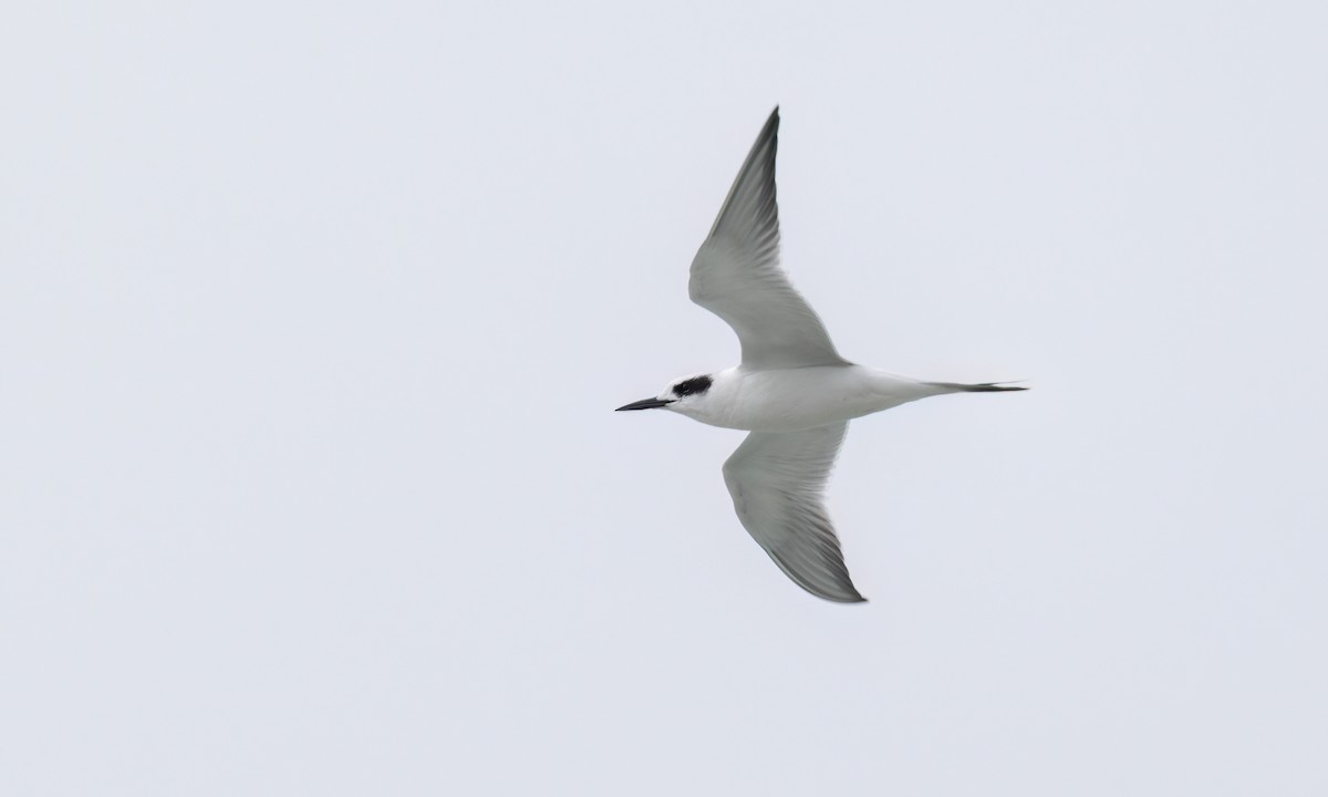 Forster's Tern - ML624530352