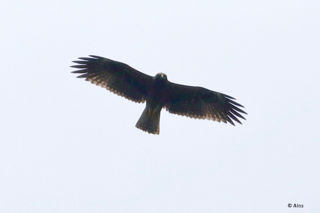 Booted Eagle - ML624530438