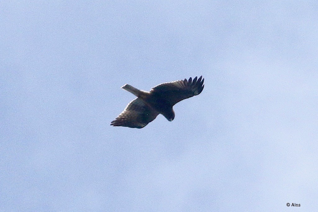 Booted Eagle - ML624530439