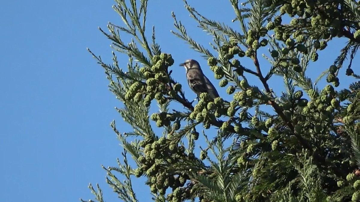 Northern Mockingbird - Bruce Schine