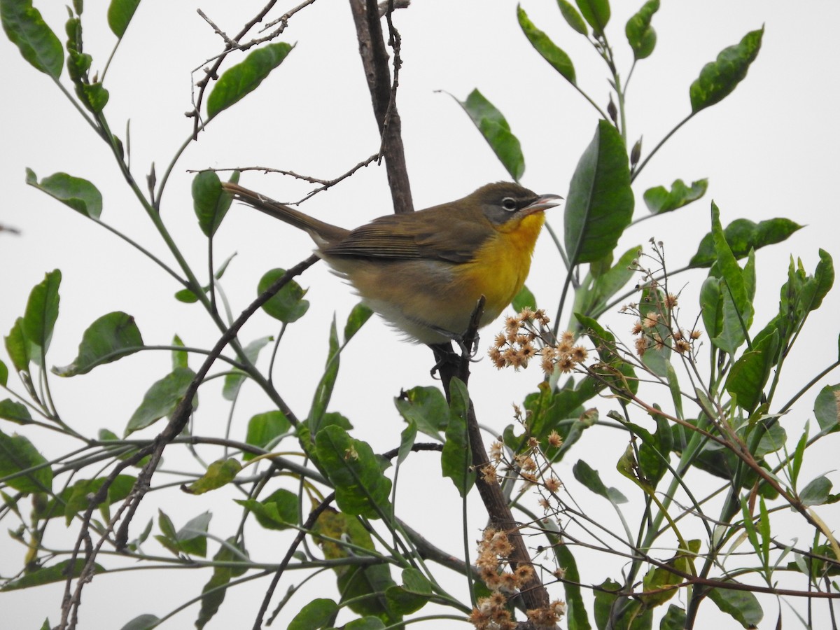 Yellow-breasted Chat (virens) - ML624530555