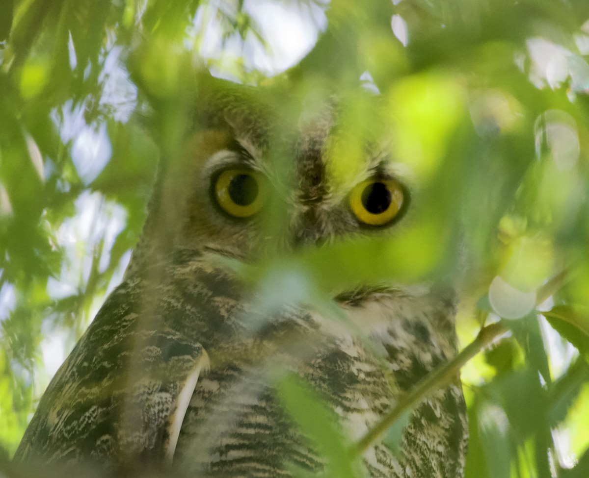 Great Horned Owl - ML624530569