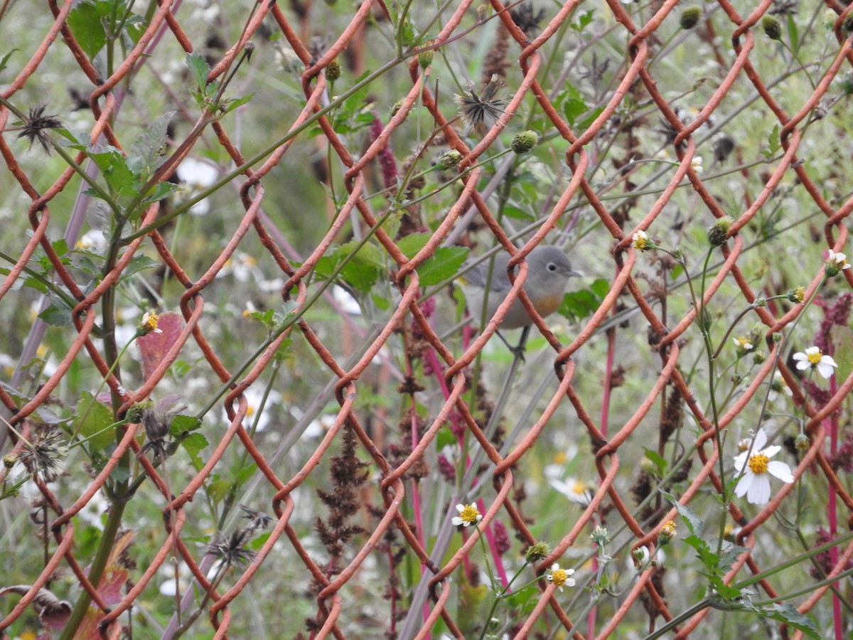 Virginia's Warbler - ML624530572