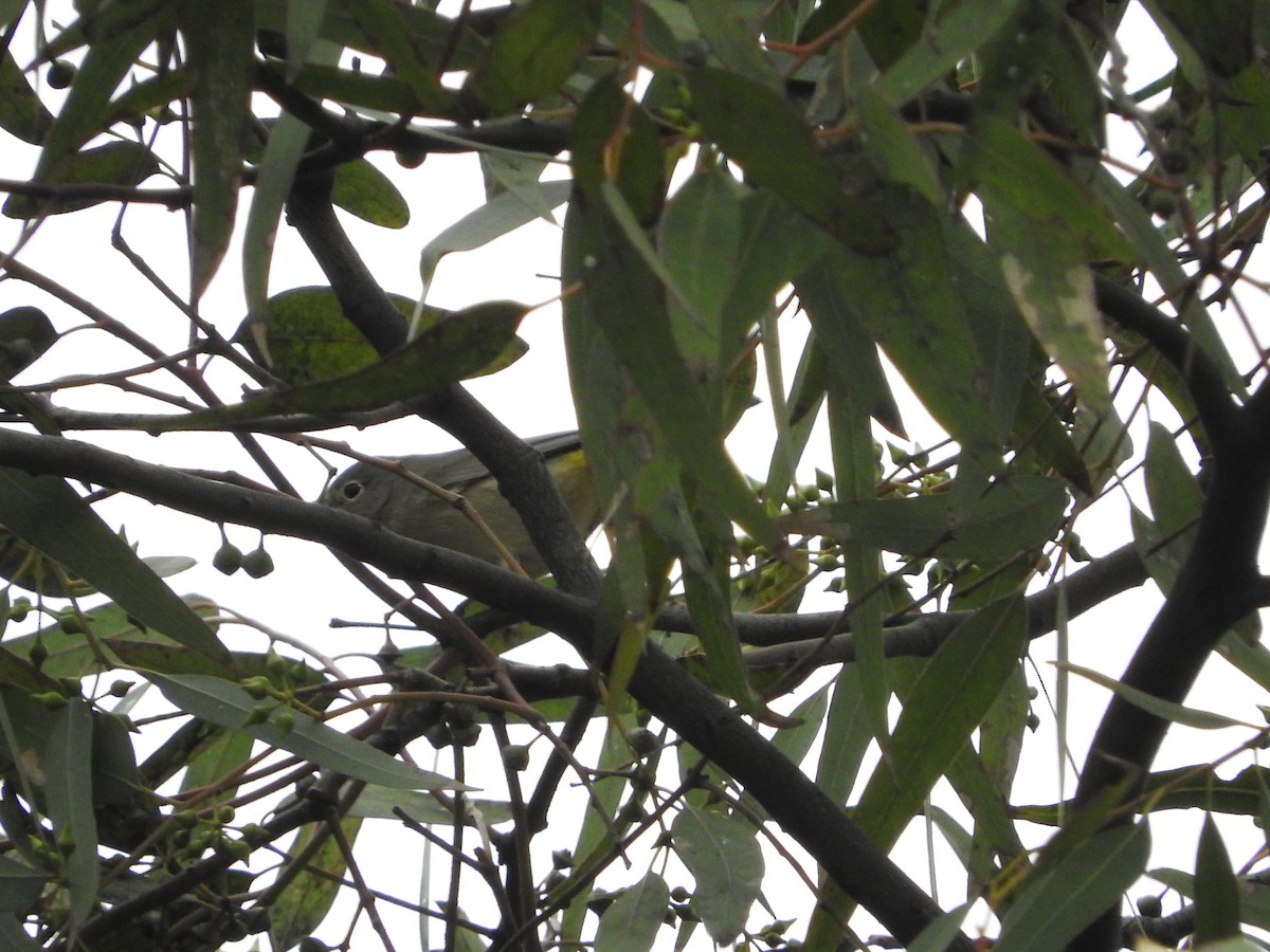 Virginia's Warbler - ML624530573