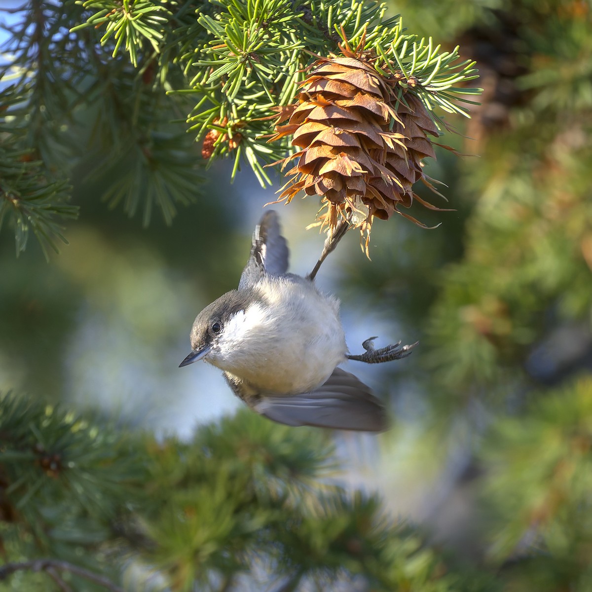 Pygmy Nuthatch - ML624530584