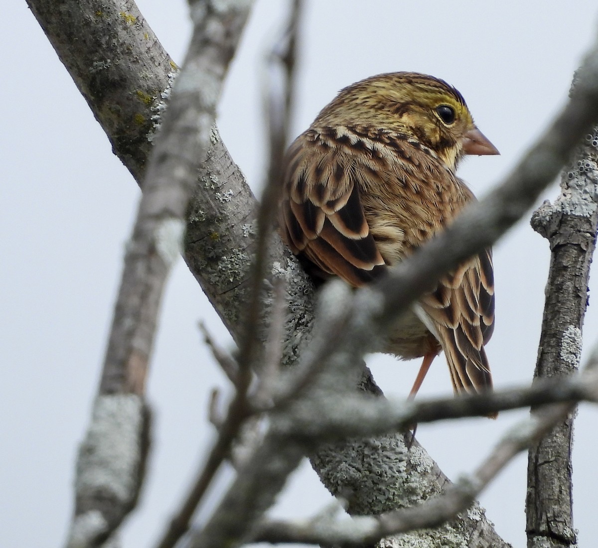 Savannah Sparrow - Stella Miller