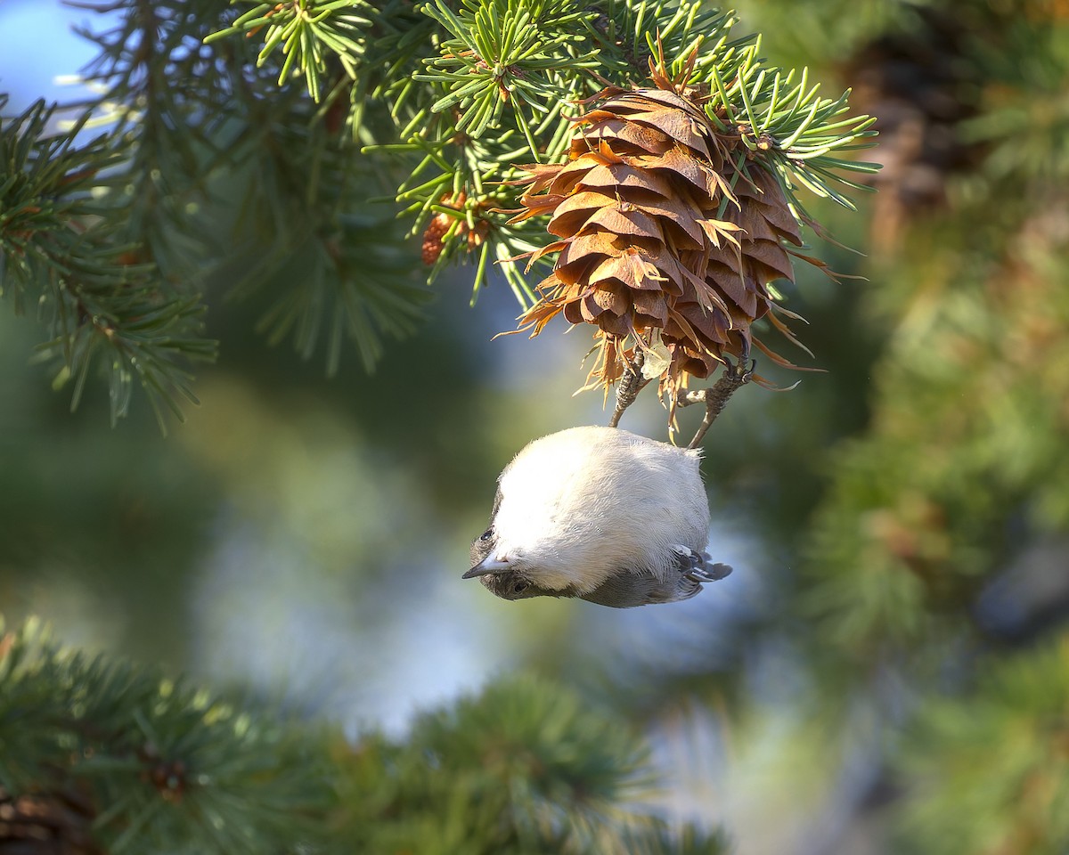 Pygmy Nuthatch - ML624530642