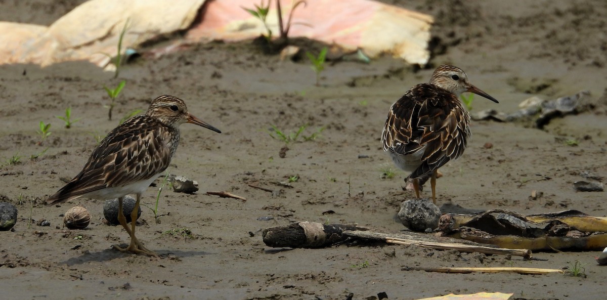 Pectoral Sandpiper - ML624530731