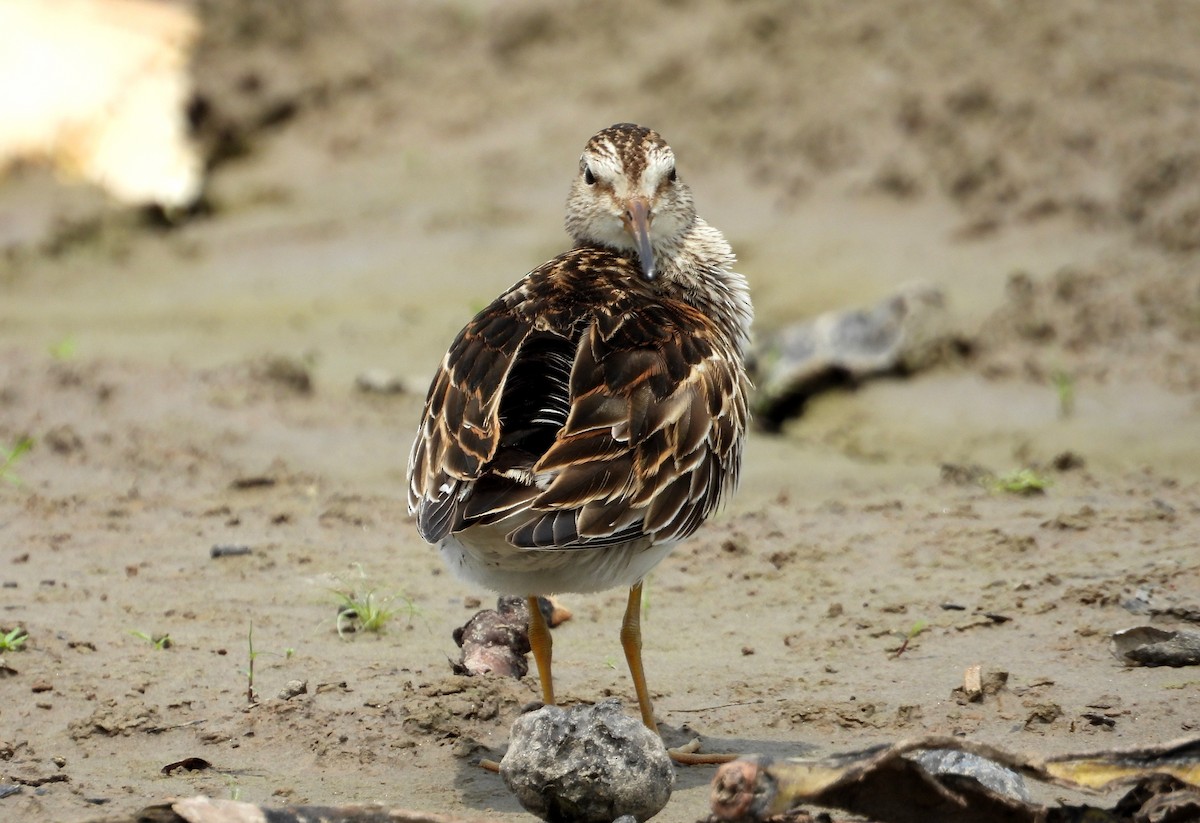 Pectoral Sandpiper - ML624530734